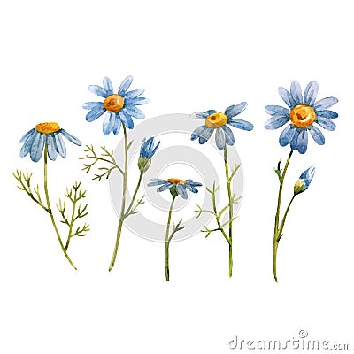 Blue chamomile daisy vector flower Vector Illustration