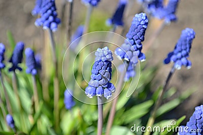 Blue charm, bright Blue flowers Muscari, Stock Photo