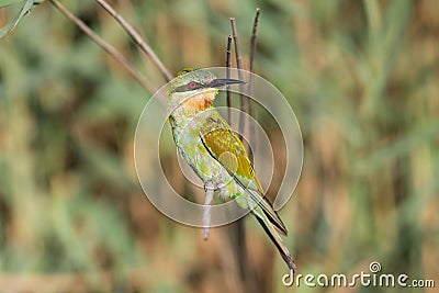 Blue Cheeked Bee Eater South Africa birds Stock Photo