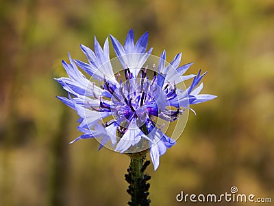Blue flower Stock Photo
