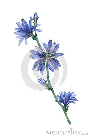 Blue chicory flowers Cartoon Illustration