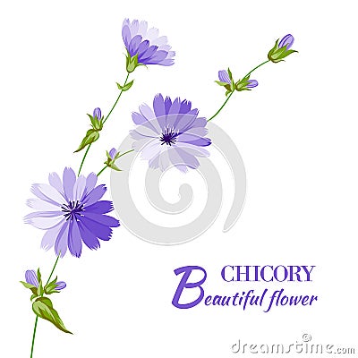 Blue chicory flowers. Vector Illustration