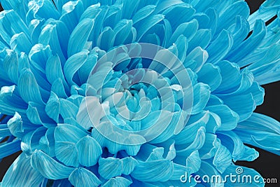 Blue Chrysanthemum Stock Photo