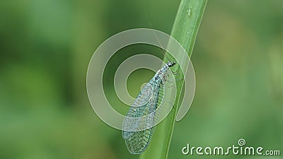 Blue chrysoperla carnea on the grass, summer Stock Photo