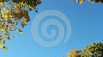 Blue clear sky surrounded by yellowing tree leaves. Stock Photo