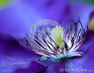 Blue Clematis Stock Photo