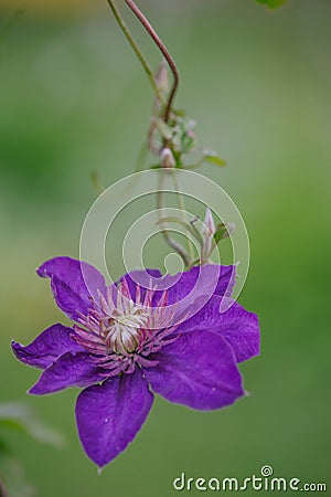 blue Clematis alpina Stock Photo