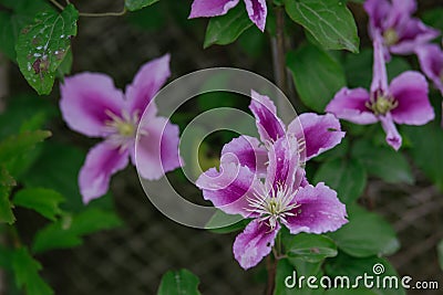 blue Clematis alpina Stock Photo