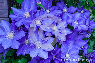 Blue clematis Stock Photo