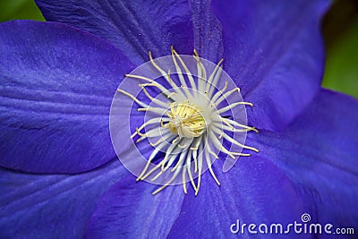 Blue Clematis flower Stock Photo