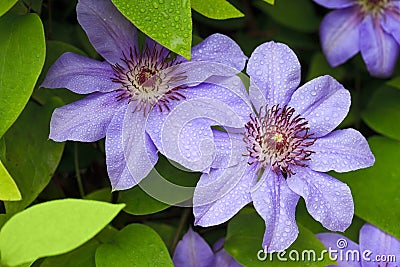 Blue clematis flowers Stock Photo