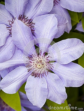 Blue clematis flowers Stock Photo