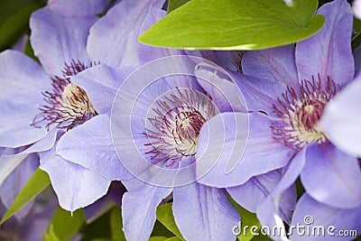 Blue clematis flowers Stock Photo