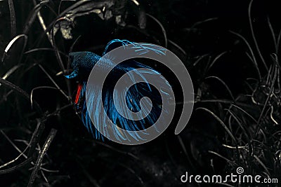 Blue cockerel fish swimming in water Stock Photo