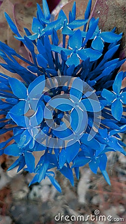 Blue color flower India gujrat Stock Photo