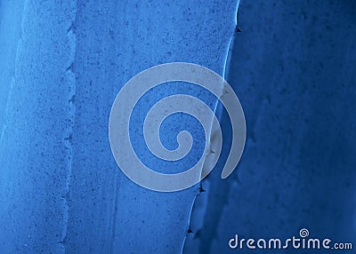 Blue color gave leaves with thorn background. Green thorned agava close-up. Abstract cactus background. Stock Photo