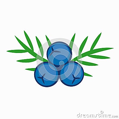 Blue color juniper berry Vector Illustration