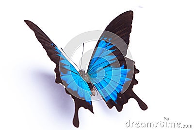 Blue and colorful butterfly on white background Stock Photo
