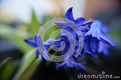 Blue Colour Flowers in the Garden Stock Photo