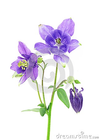 Blue columbine - aquilegia flower Stock Photo