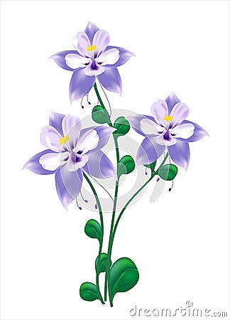 Blue columbine flower Vector Illustration