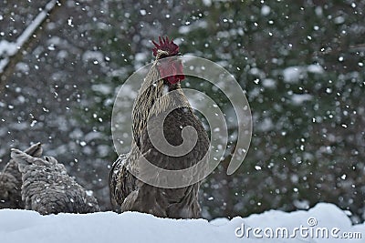 Crowing rooster and chickens of old resistant breed Hedemora from Sweden on snow in wintery landscape. Stock Photo