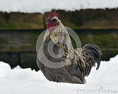 Blue combed rooster of old resistant breed Hedemora from Sweden on snow in wintery landscape. Stock Photo