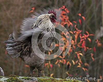 A blue combed rooster of the strong breed Hedemora Stock Photo