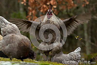 A blue combed rooster of the strong breed Hedemora Stock Photo