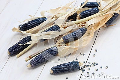 Blue corn Stock Photo