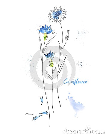 Blue cornflower hand drawn watercolor illustration. Wildflower aquarelle paint drawing. Vector Illustration