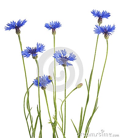 Blue Cornflower Herb or bachelor button flower bouquet isolated on white background Stock Photo