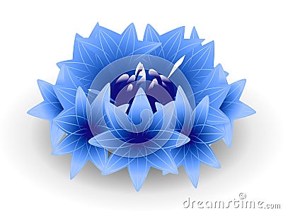 Blue cornflower on a white background. Vector Illustration