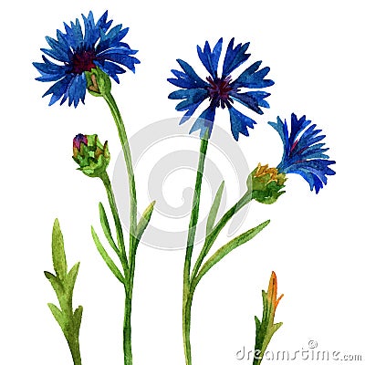 Blue cornflowers Cartoon Illustration