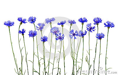 Blue cornflowers Stock Photo