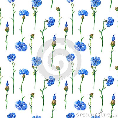 Blue cornflowers on white background. Watercolor floral seamless pattern. Illustration with flowers for print,fabric Stock Photo