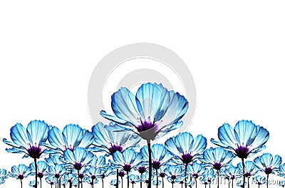 Blue cosmos flower Stock Photo