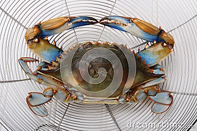 Blue crab Stock Photo