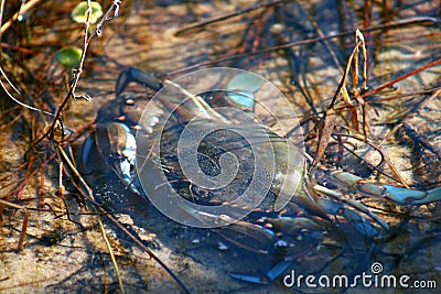 Blue Crab Stock Photo