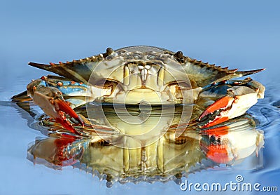 Blue crab Stock Photo