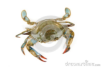 Blue Crab Stock Photo