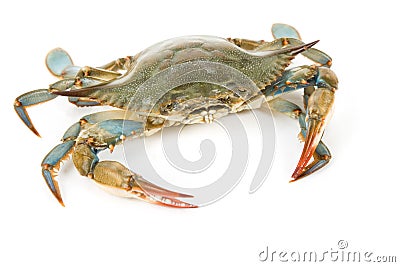 Blue Crab Stock Photo