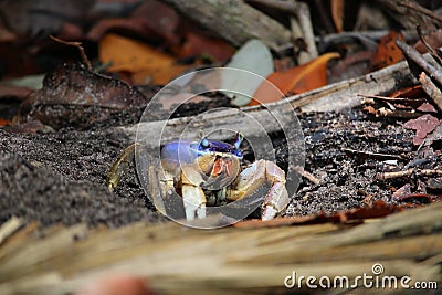 Blue crab on the beach Stock Photo