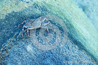 Blue Crab Stock Photo