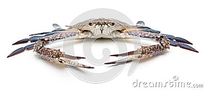 Blue crab isolated on white Stock Photo