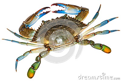 Blue Crab with white background.Top view Stock Photo