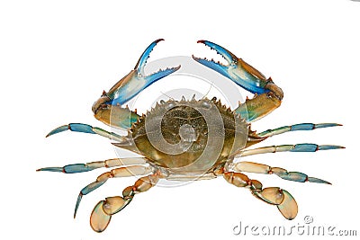 Blue crab isolated on white background Stock Photo