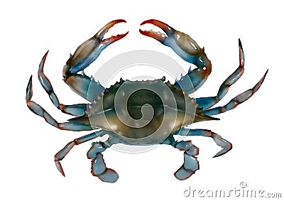 Blue crab raw isolated illustration Cartoon Illustration