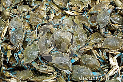 Blue Crabs Stock Photo