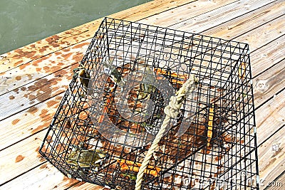 Blue crabs caught in a crab pot on the Chesapeake Bay in Virginia Stock Photo